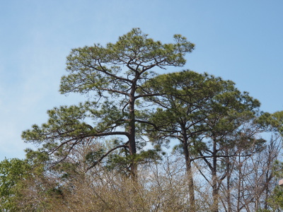 [Several evergreen trees with open branches that bend and swirl in irregular sections from the main branch. These are long-needled trees which have more greenery on the upper portions of the tree.]